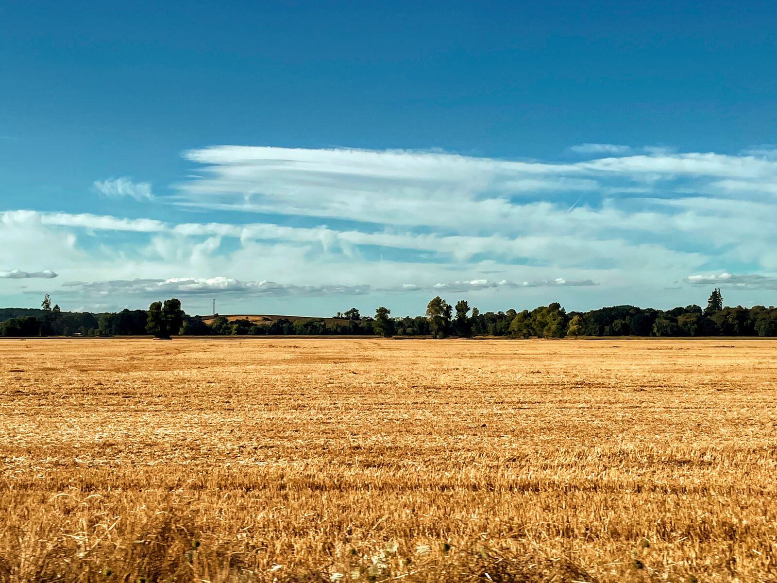 Golden wheat field under a wide blue sky